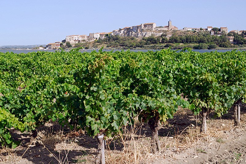 Ophorus Tours - From Montpellier Wine Tour & Oyster Tasting half-day trip