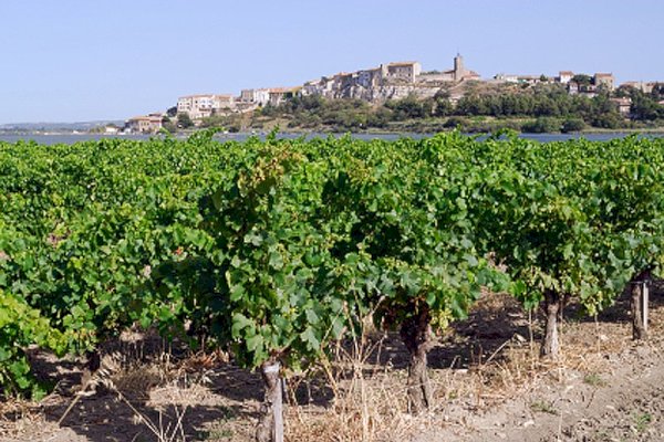 Ophorus Tours - From Montpellier Wine Tour & Oyster Tasting half-day trip