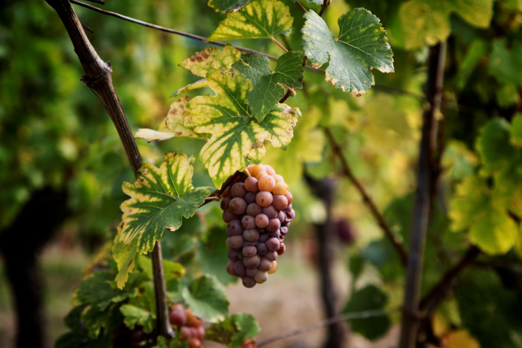 Ophorus Tours - Alsace Wine Discovery Half-Day Vineyard Tour from Strasbourg