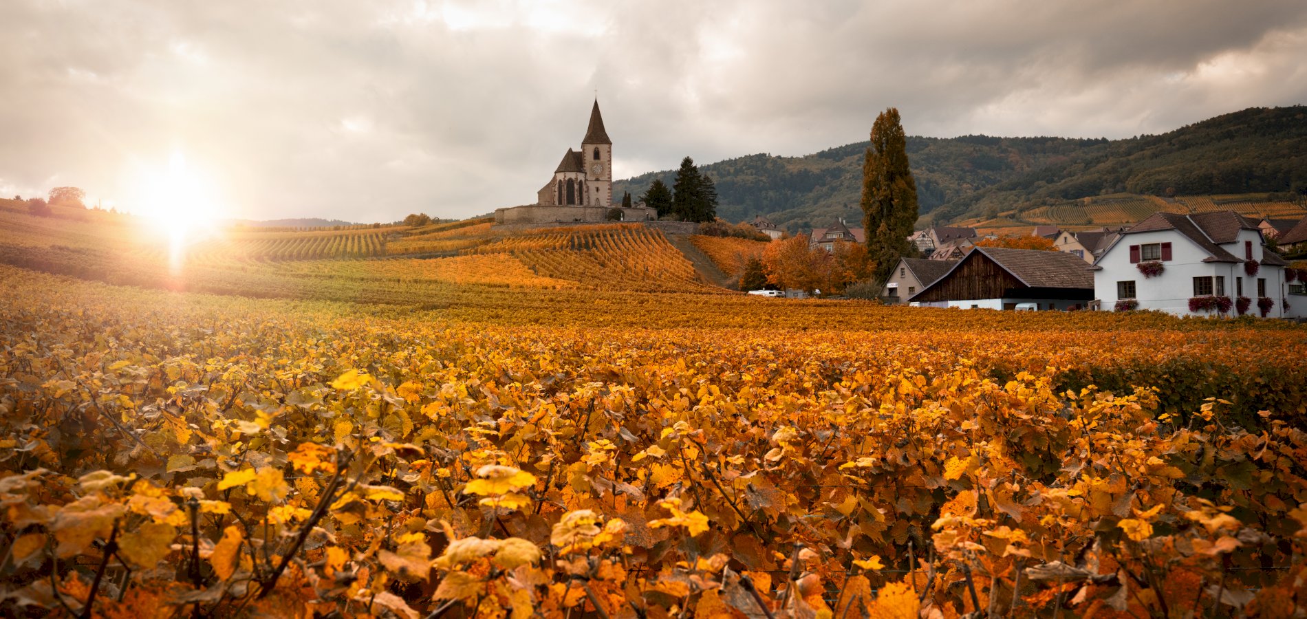 Ophorus Tours - Alsace Wine Discovery Half-Day Vineyard Tour from Strasbourg