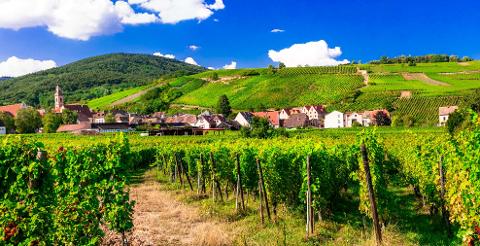 Ophorus Tours - Alsace Wine Discovery Half-Day Vineyard Tour from Strasbourg