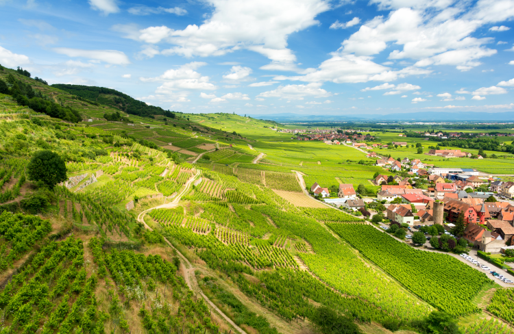 Ophorus Tours - Colmar, Riquewihr & Haut-Koenigsbourg Castle Private tour from Strasbourg