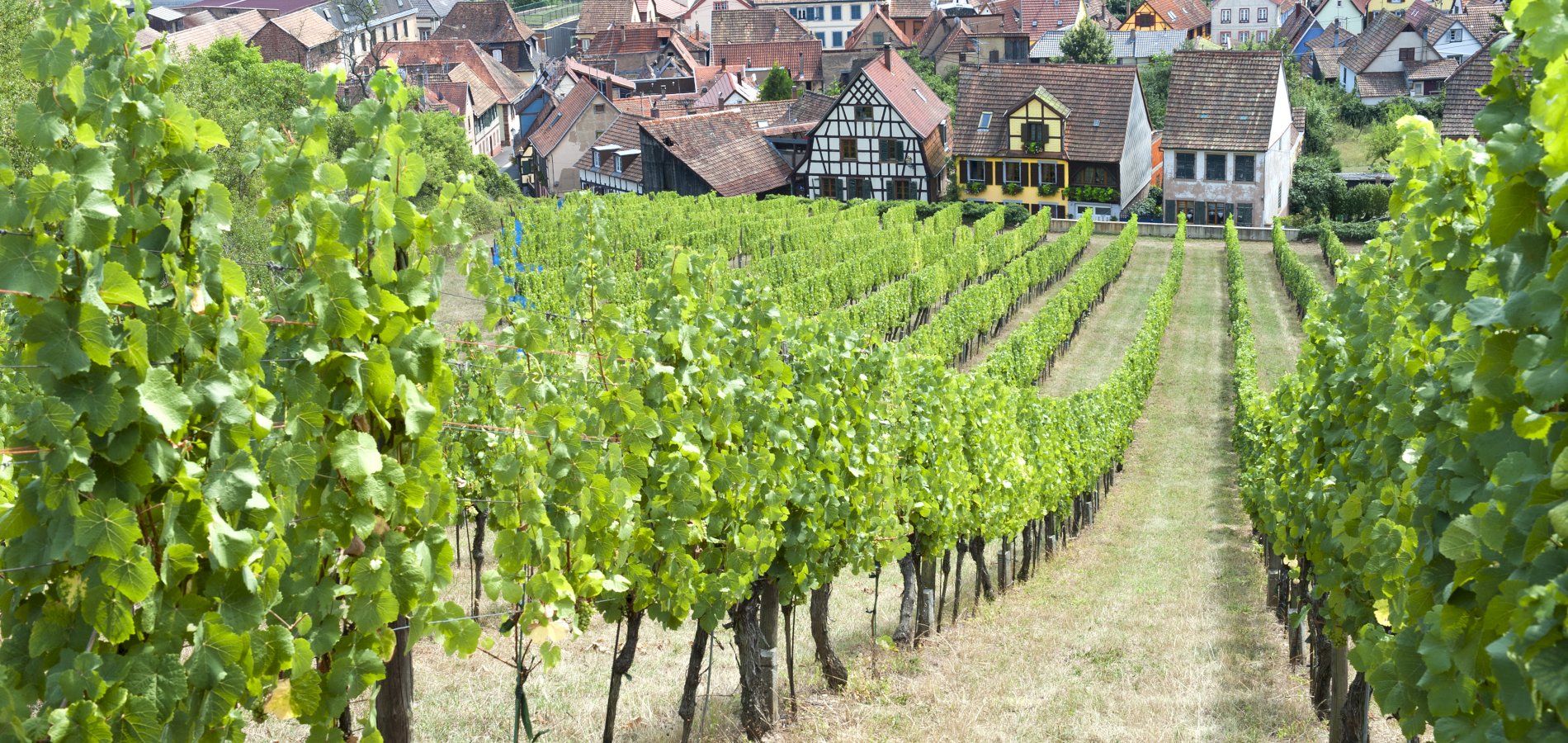 Ophorus Tours - Exclusive Alsace Villages & Wine Private Tour from Strasbourg