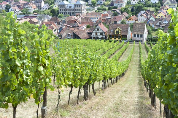 Ophorus Tours - Exclusive Alsace Villages & Wine Private Tour from Strasbourg