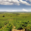 Second Winery Tasting or Scenic Sightseeing Stop