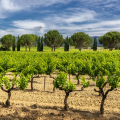 Final Winery Visit and Tasting