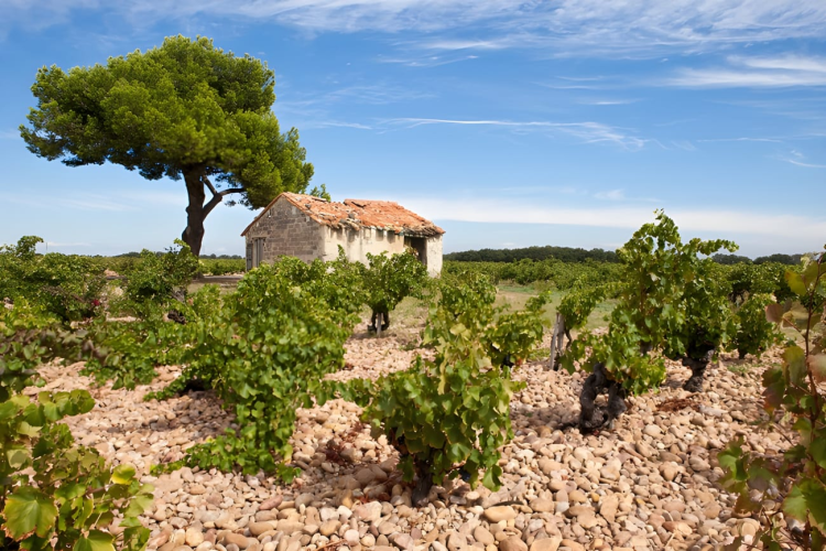 Ophorus Tours - Private Full Day Provence Wine Tour : An Exclusive Tasting Experience
