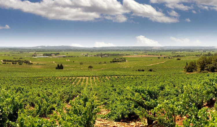 Ophorus Tours - Private Full Day Provence Wine Tour : An Exclusive Tasting Experience