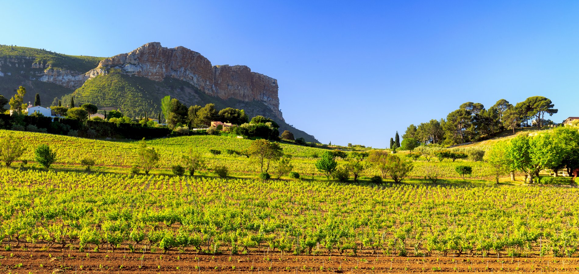 Ophorus Tours - Private Provence Wine Tour : An Exclusive Tasting Experience