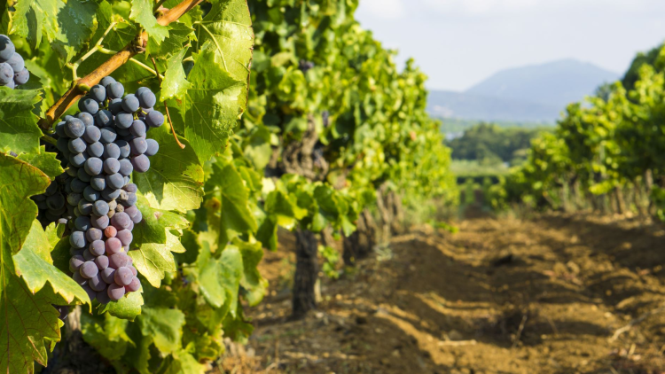 Ophorus Tours - Provence Private Full-Day Wine Tour from Aix en Provence