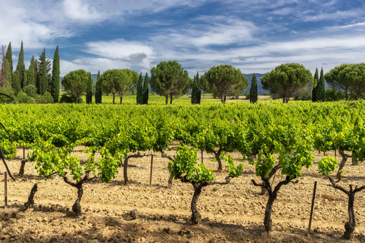 Ophorus Tours - Provence Private Full-Day Wine Tour from Aix en Provence