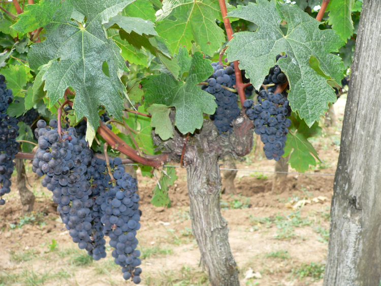 Ophorus Tours - Médoc & Saint-Émilion Private Wine Tour From Bordeaux