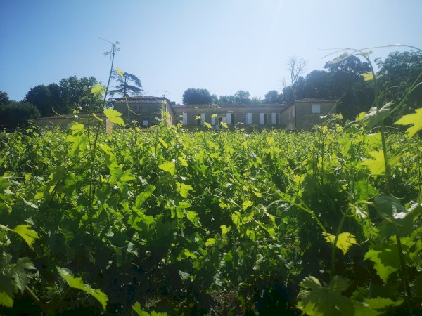 Ophorus Tours - Saint-Émilion Wine Discovery – Half-Day Tour from Bordeaux