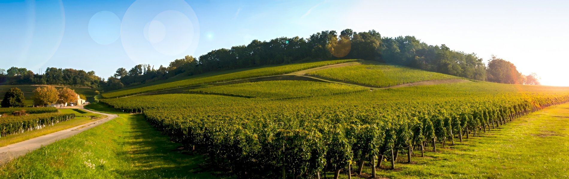 Ophorus Tours - Saint-Émilion Wine Discovery Half-Day Tour from Bordeaux
