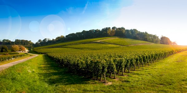 Ophorus Tours - Saint-Émilion Wine Discovery – Half-Day Tour from Bordeaux