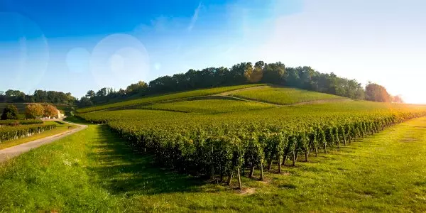 Saint-Émilion Half-Day Village & Wine Tour from Bordeaux