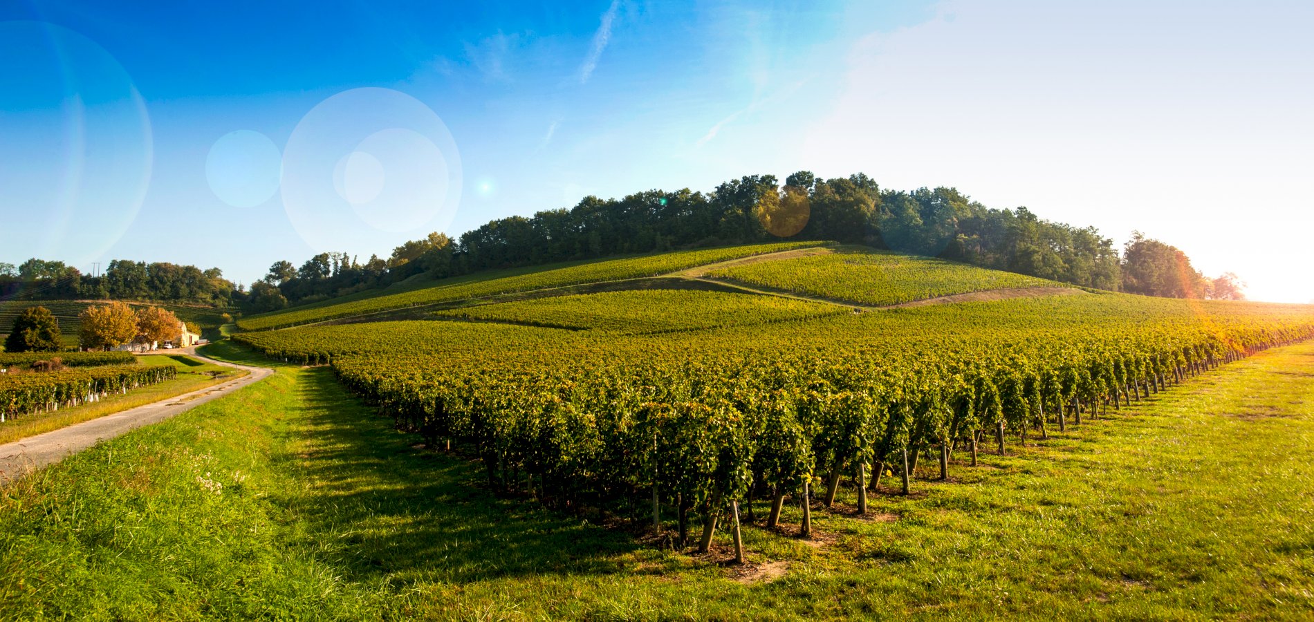 Ophorus Tours - Saint Emilion Wine Discovery half-day Bordeaux Vineyard Tour