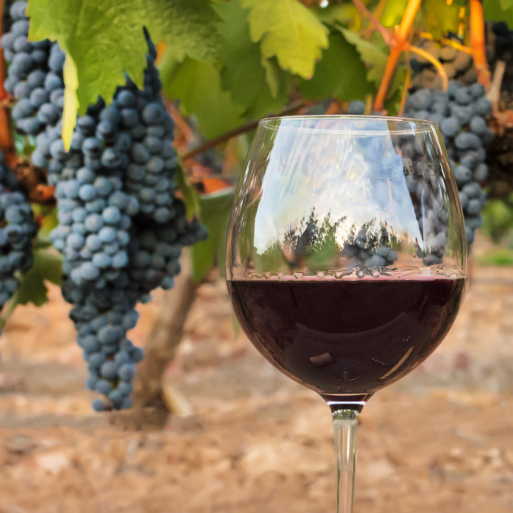 Ophorus Tours - Saint-Émilion Wine Discovery Half-Day Tour from Bordeaux