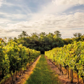 Winery