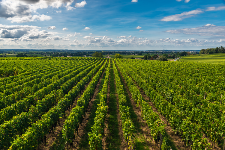 Ophorus Tours - Indulge in Saint-Emilion's Finest: Full-Day Shore Excursion & Wine Tour 