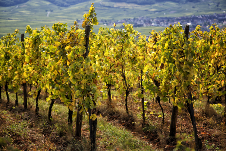 Ophorus Tours - Authentic Alsace Villages tour : A half-day Cultural Experience from Colmar