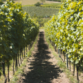 Drive to the Baden Wine Region