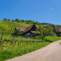 First winery visit and tasting