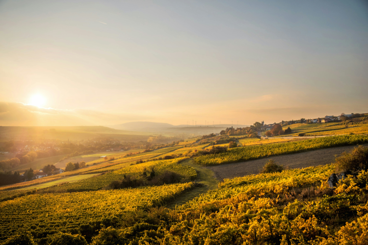 Ophorus Tours - German Wine Tasting Experience Private Tour from Strasbourg