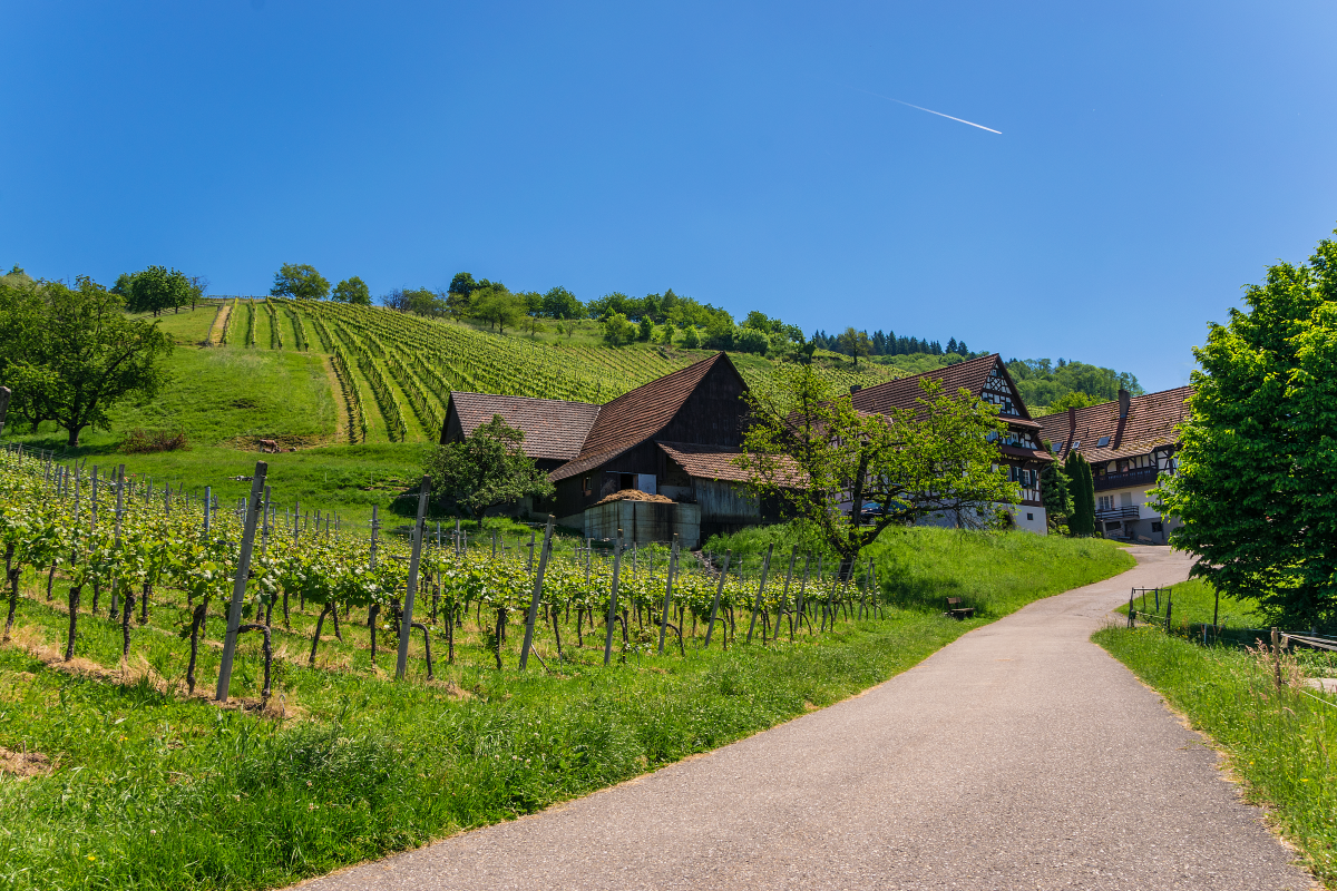 Ophorus Tours - German Wine Tasting Experience Private Tour from Strasbourg