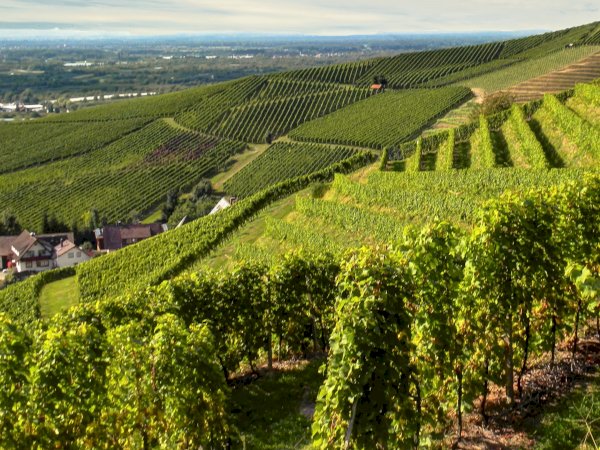 Ophorus Tours - German Baden Wine Tasting Experience private tour from Strasbourg