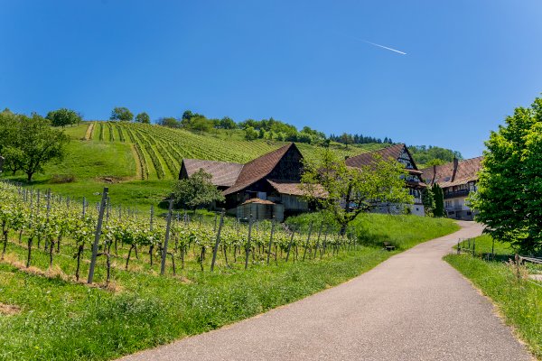 Ophorus Tours - German Baden Wine Tasting Experience private tour from Strasbourg