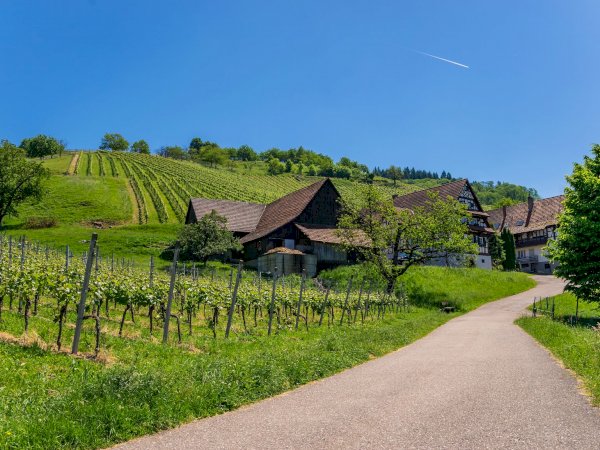Ophorus Tours - German Baden Wine Tasting Experience private tour from Strasbourg