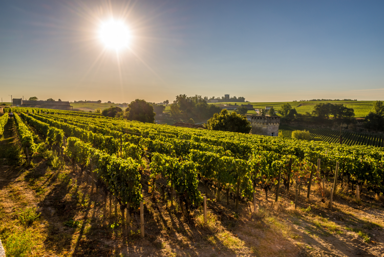 Ophorus Tours - Bordeaux Private Wine Tour: Saint-Émilion, Médoc, and Graves