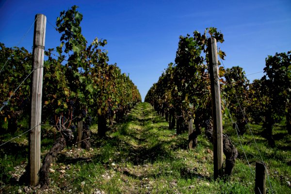 Ophorus Tours - Wine Connoisseur's Dream: Medoc, Saint-Emilion & Graves Private Tour