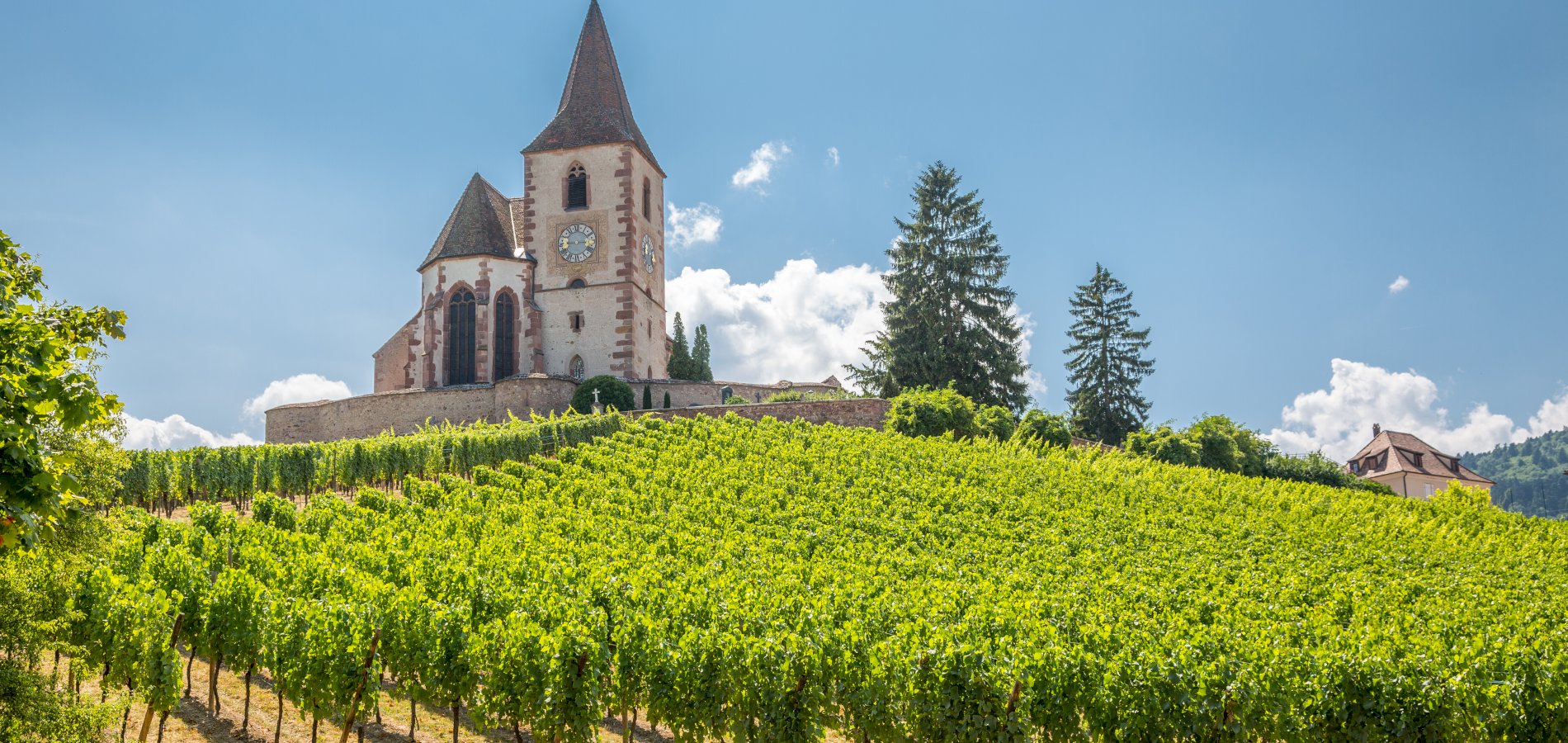 Ophorus Tours - Alsace Wine Tour from Colmar: A full day Vineyard Exploration