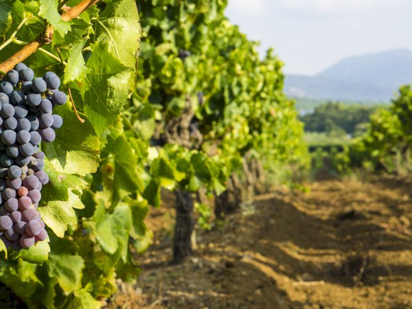 Ophorus Tours - Provence Wines: Private Shore Excursion from Cannes