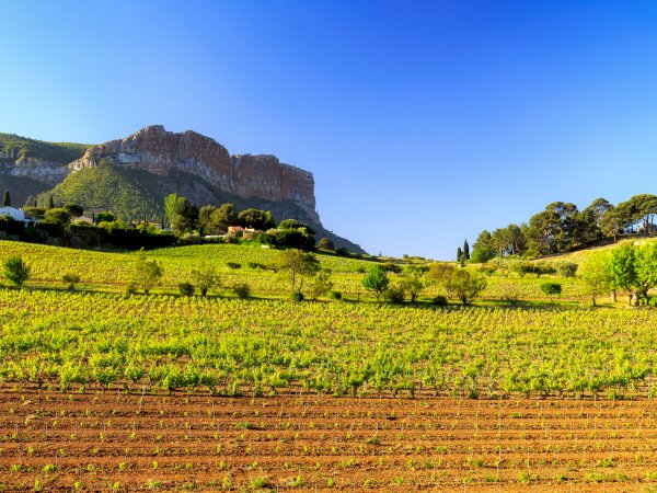 Ophorus Tours - Provence Wines: Private Shore Excursion from Cannes