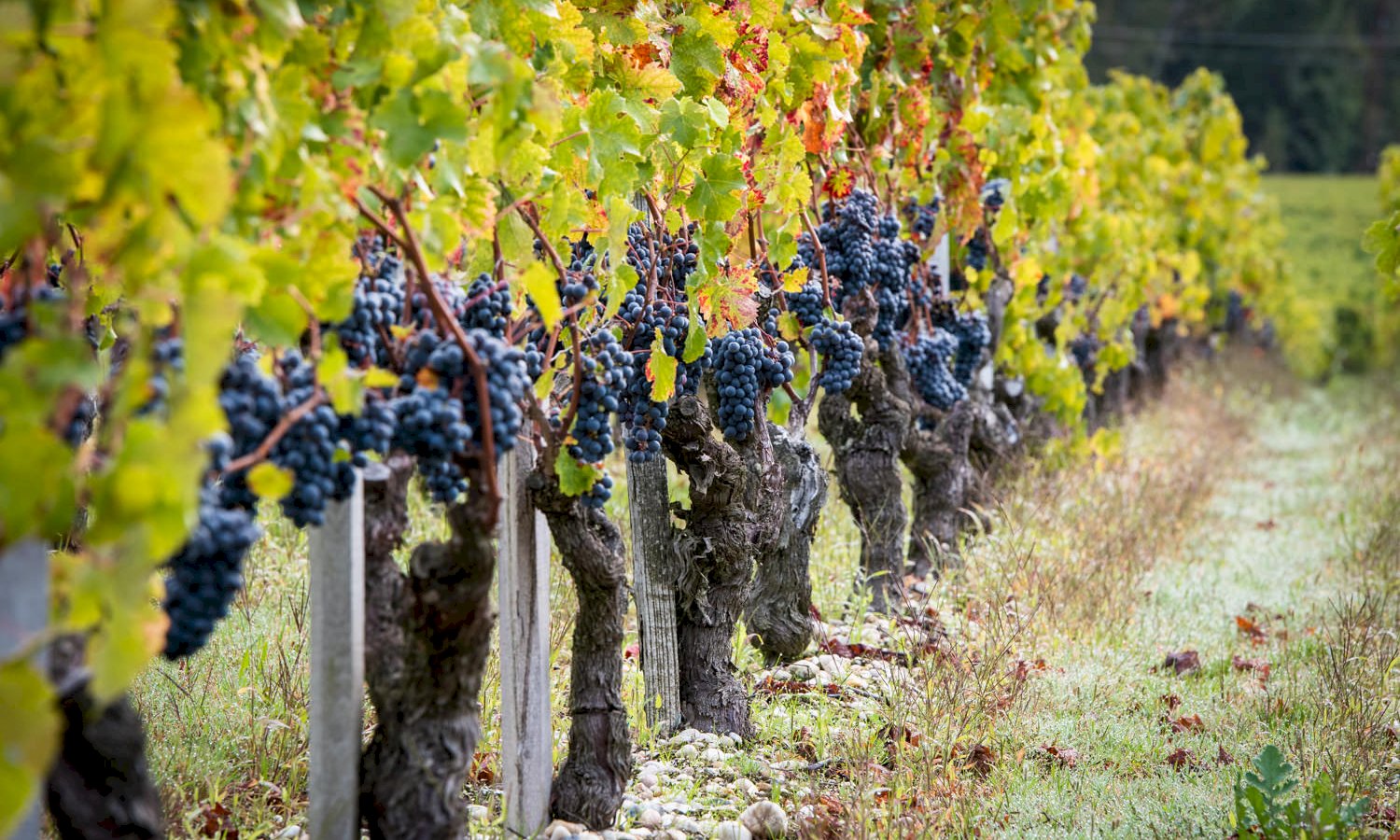 Ophorus Tours - Medoc Wine Escape: Le Verdon to Bordeaux with Drop-Off in City