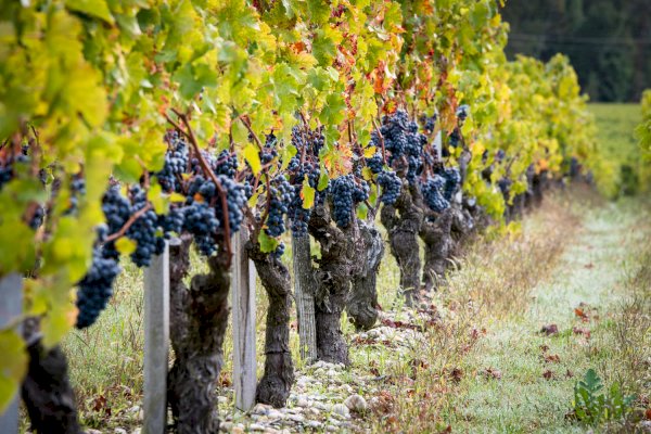 Ophorus Tours - Medoc Wine Escape: Le Verdon to Bordeaux with Drop-Off in City