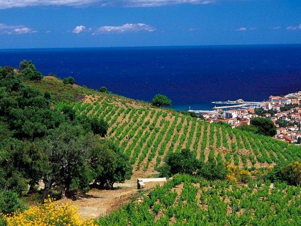 Ophorus Tours - From Port Vendres Port to Collioure village & Languedoc Wine Tour private
