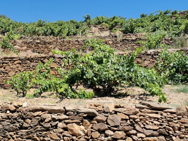 Ophorus Tours - From Port Vendres Port to Collioure village & Languedoc Wine Tour private