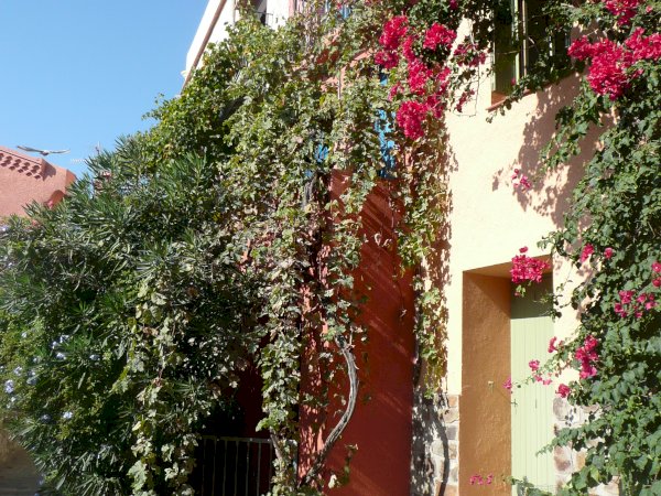 Ophorus Tours - From Port Vendres Port to Collioure village & Languedoc Wine Tour private