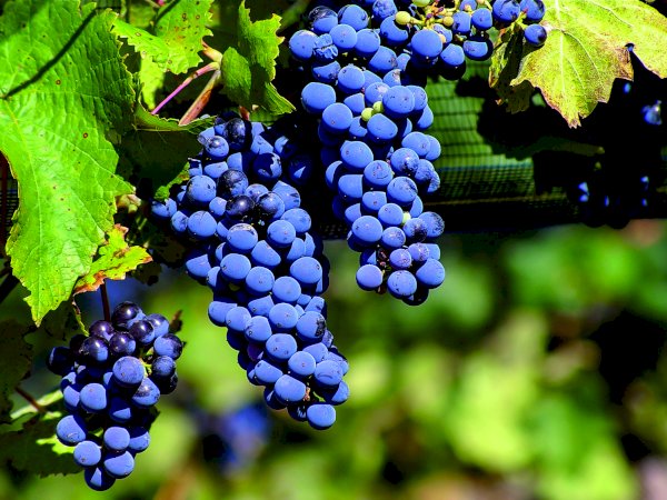 Ophorus Tours - From Sète Port Languedoc Wine Tour Shore Excursion private