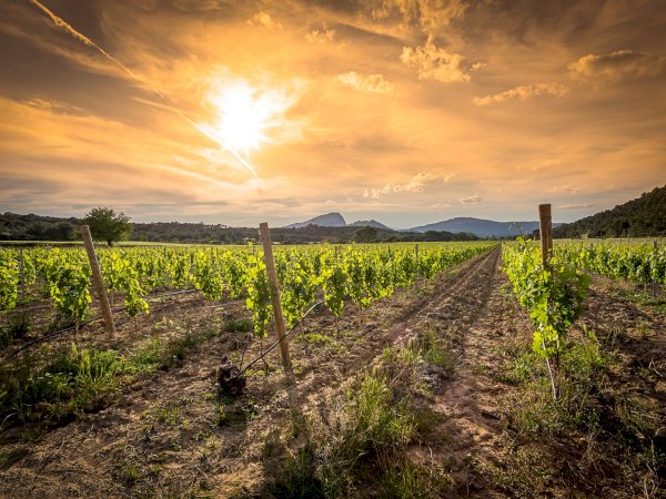 Ophorus Tours - From Sète Port Languedoc Wine Tour Shore Excursion private