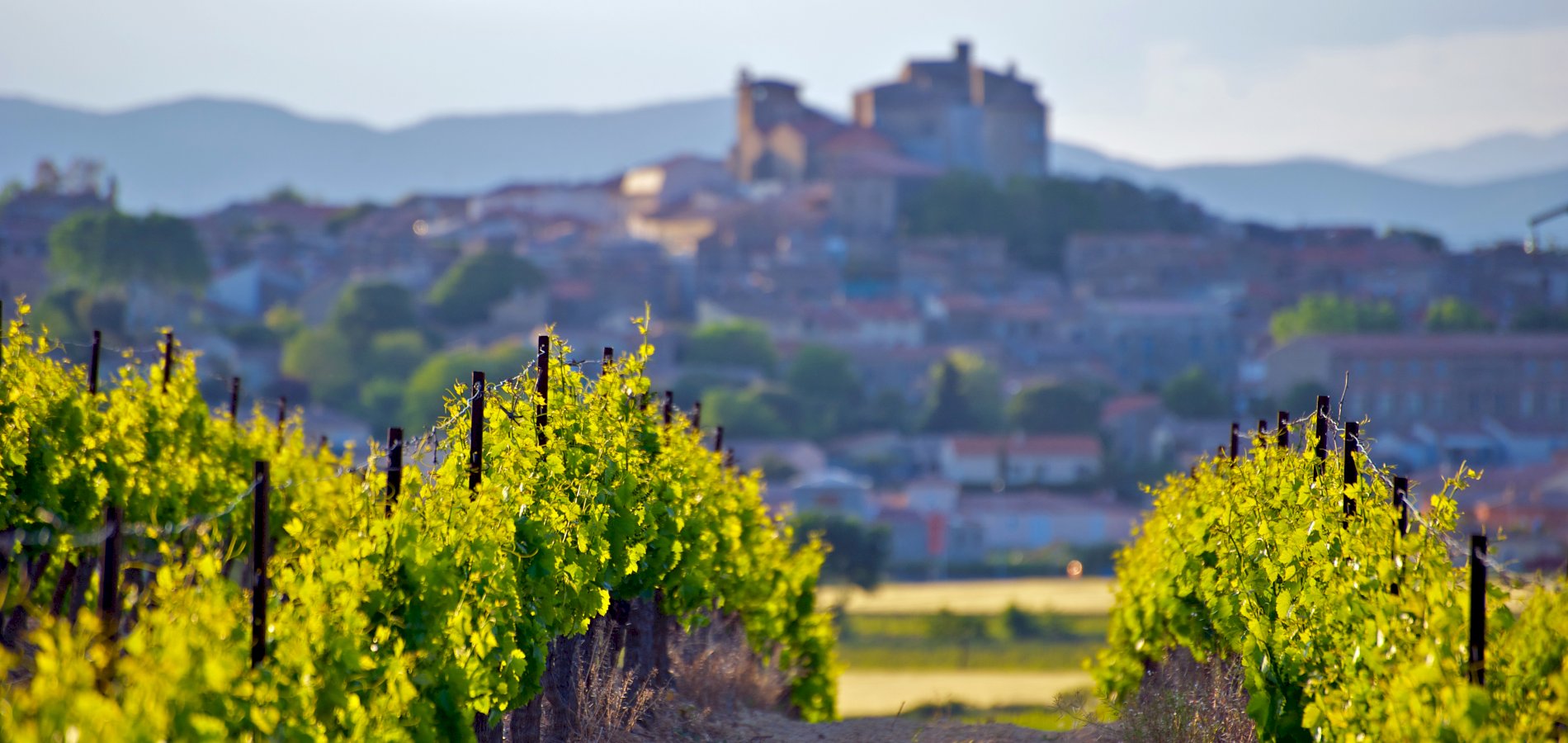 Ophorus Tours - From Sète Port Languedoc Wine Tour Shore Excursion private