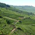 Winery