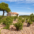 Châteauneuf-du-Pape