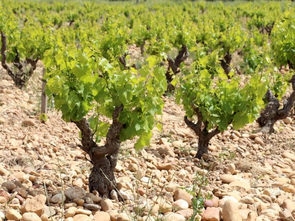 Ophorus Tours - Châteauneuf-du-Pape Wine Tour: A Private Vineyard Voyage