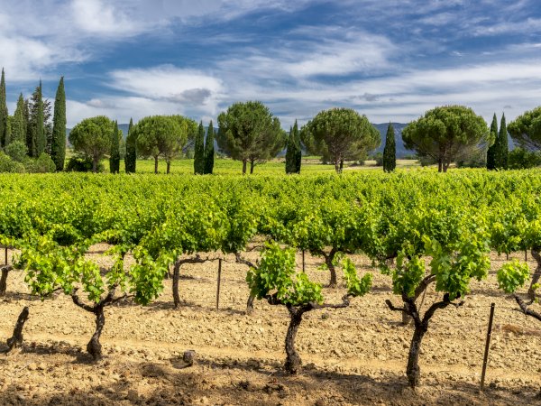 Ophorus Tours - Châteauneuf-du-Pape Wine Tour: A Private Vineyard Voyage