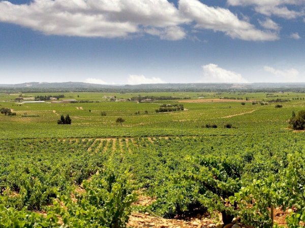 Ophorus Tours - Châteauneuf-du-Pape Wine Tour: A Private Vineyard Voyage